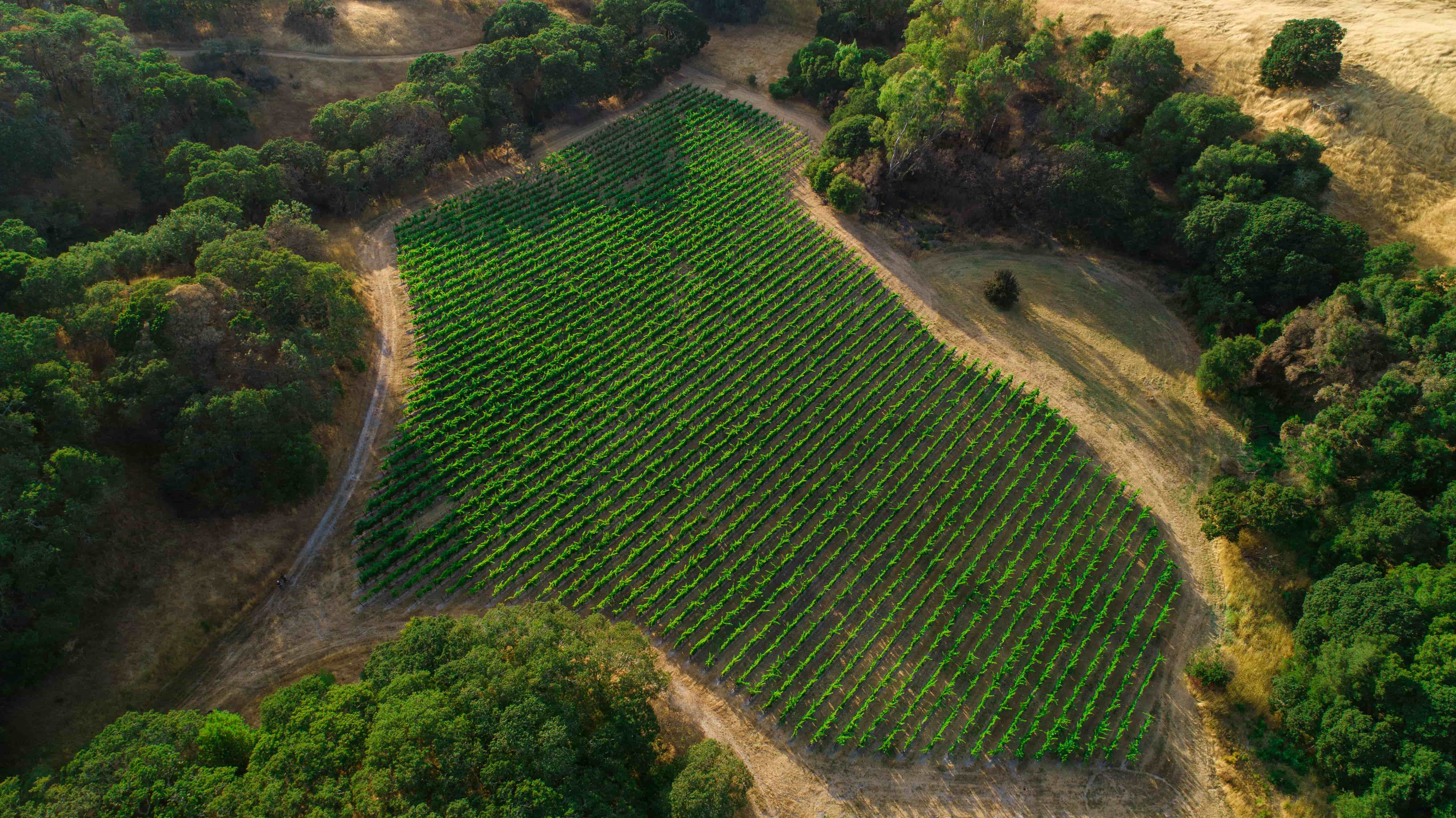 Four Brothers Vineyard Photo