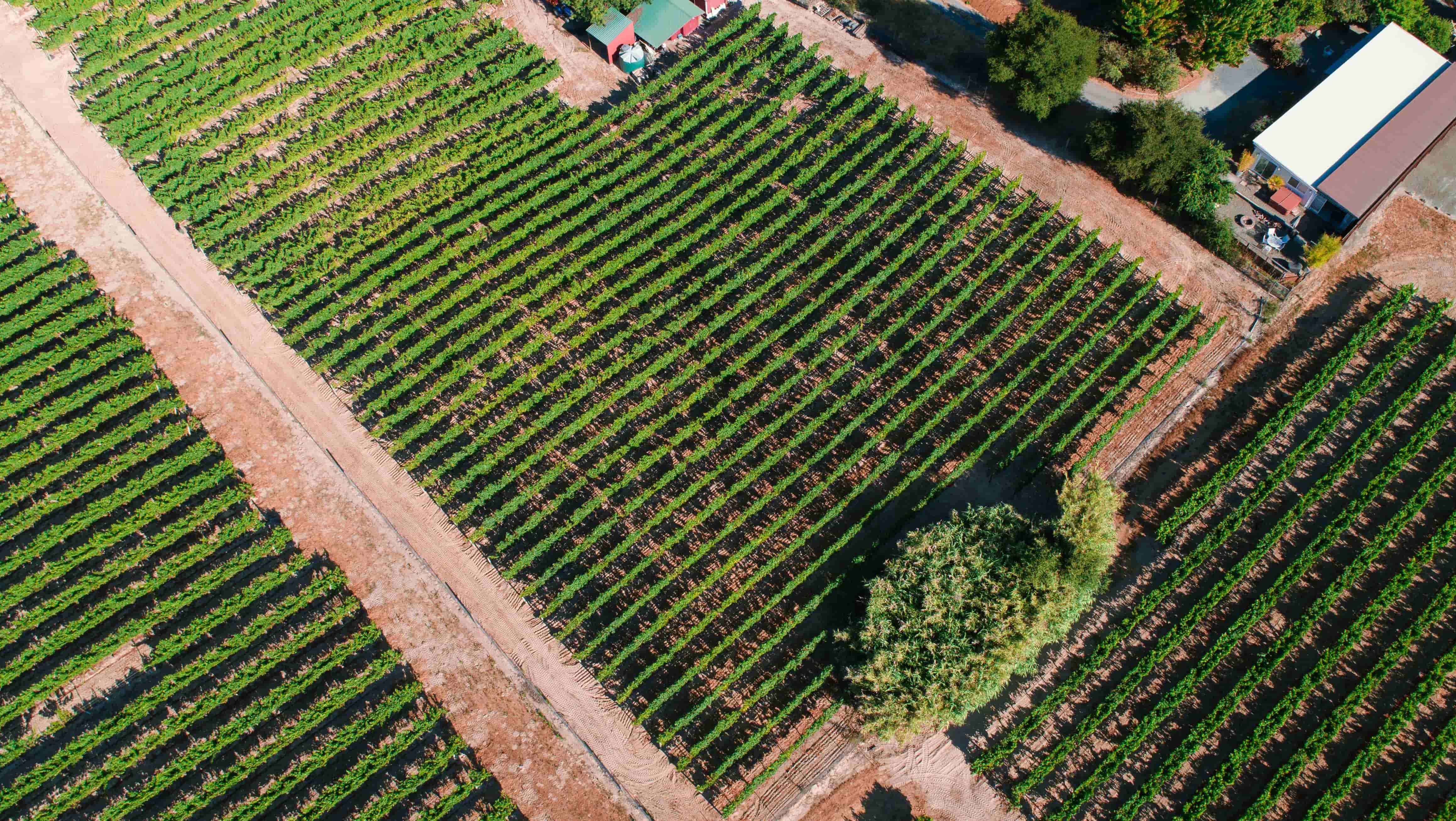 Indindoli Family Vineyards Photo