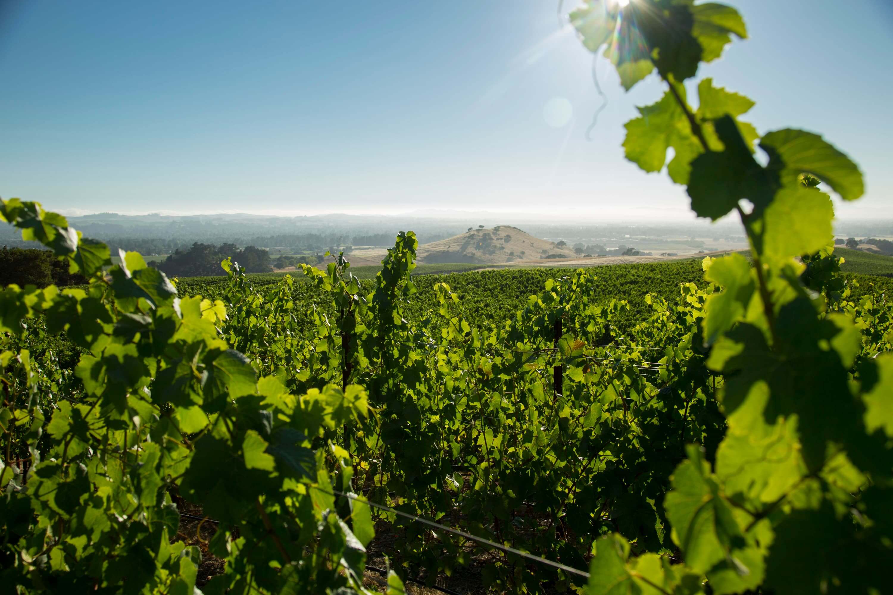 Gap's Crown Vineyard Photo