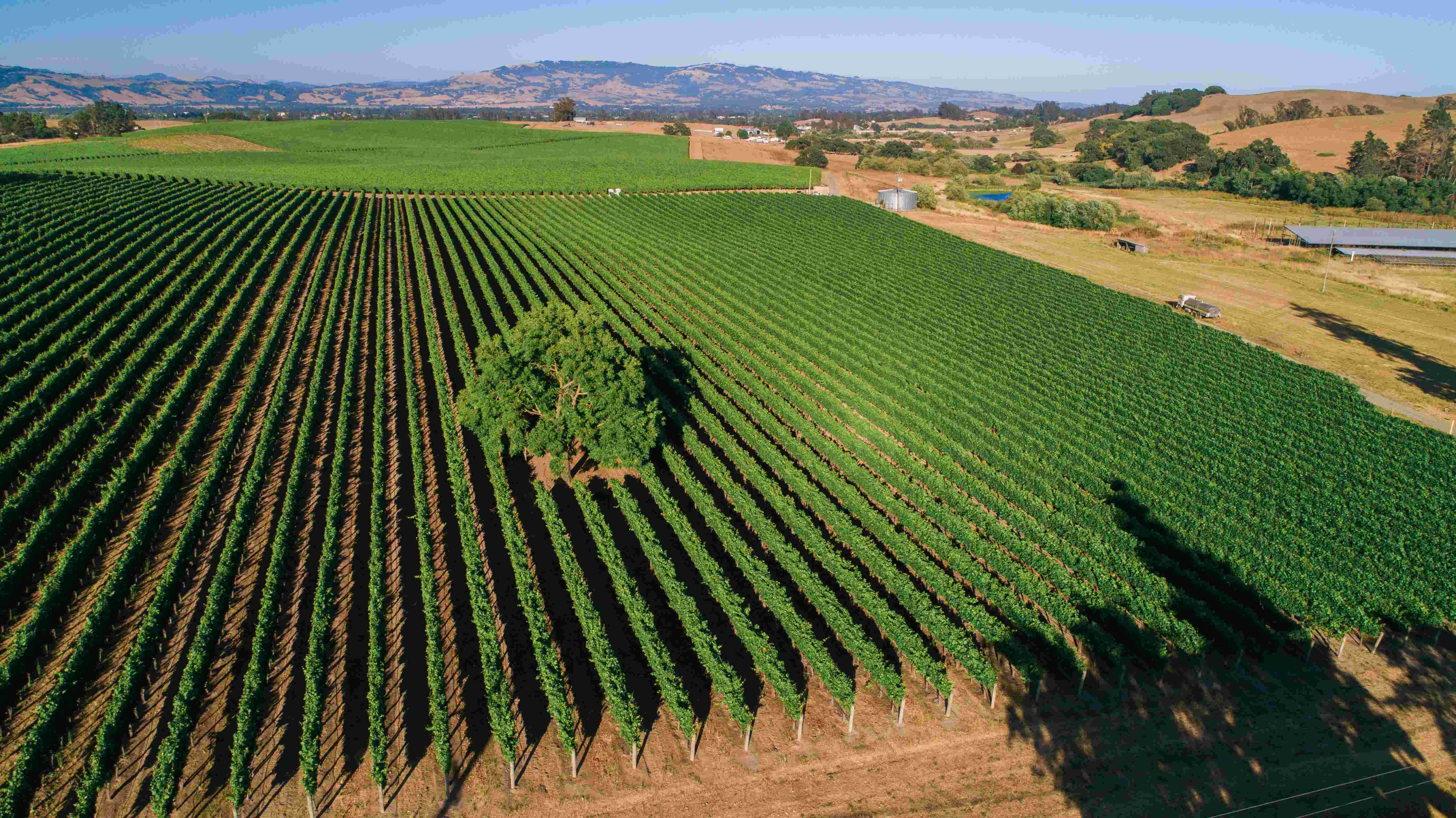 Petersen Vineyard Photo