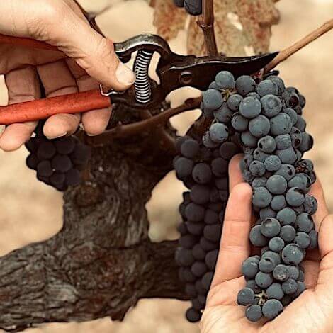 Wine Camp